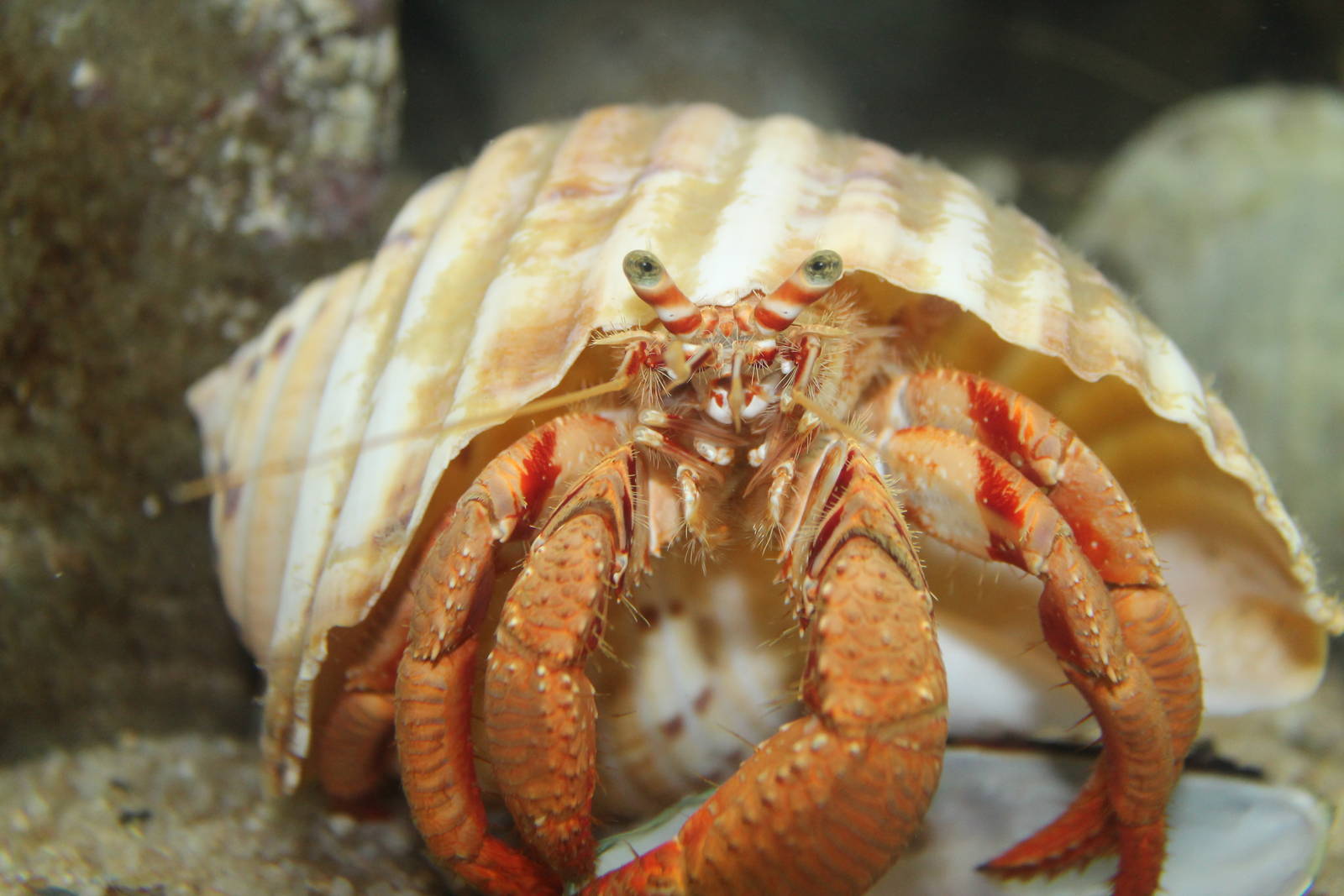 really big hermit crab