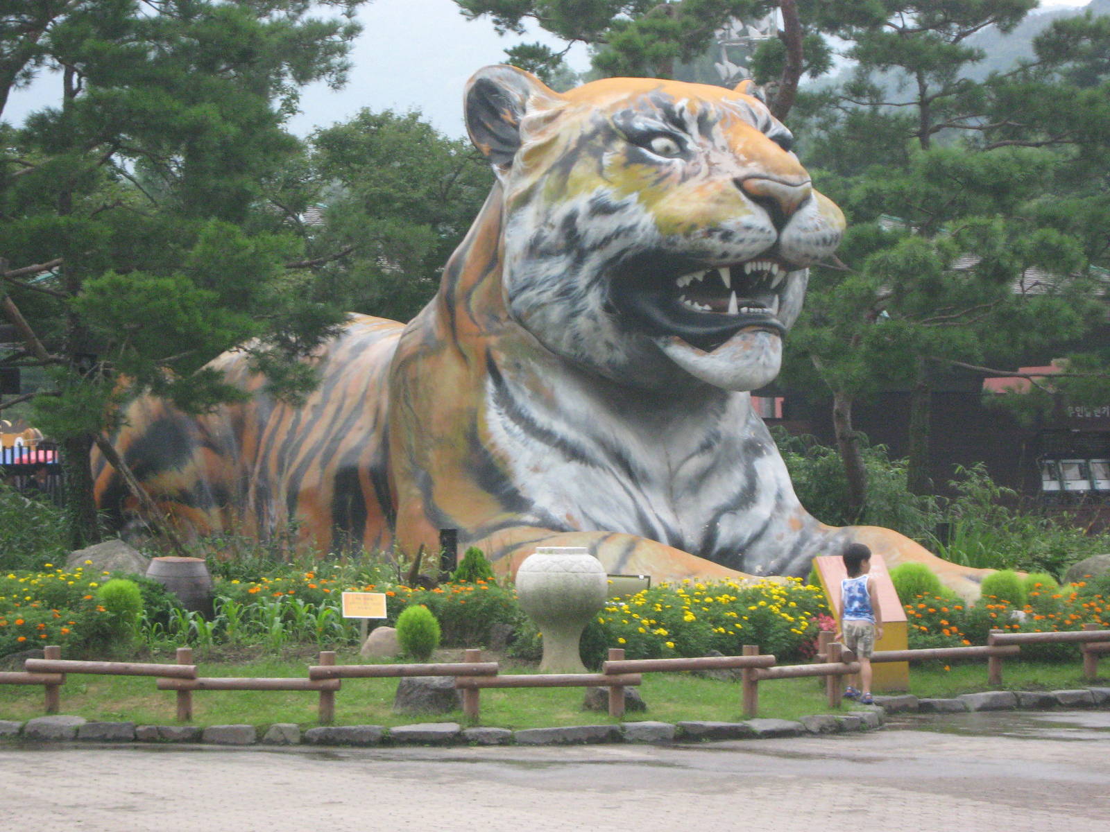 really big tiger!