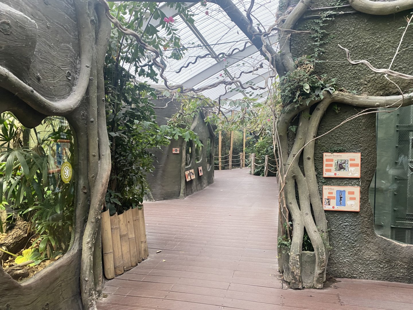 Realm of the Red Ape 191021