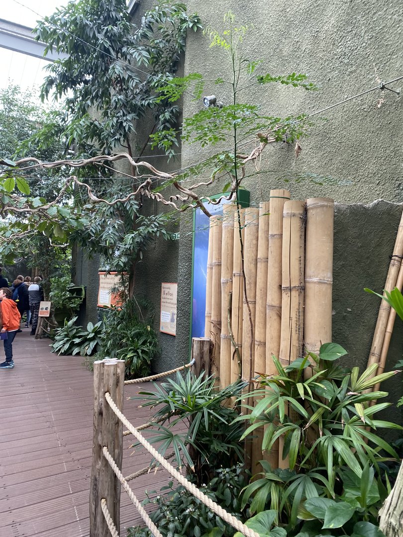 Realm of the Red Ape 221022