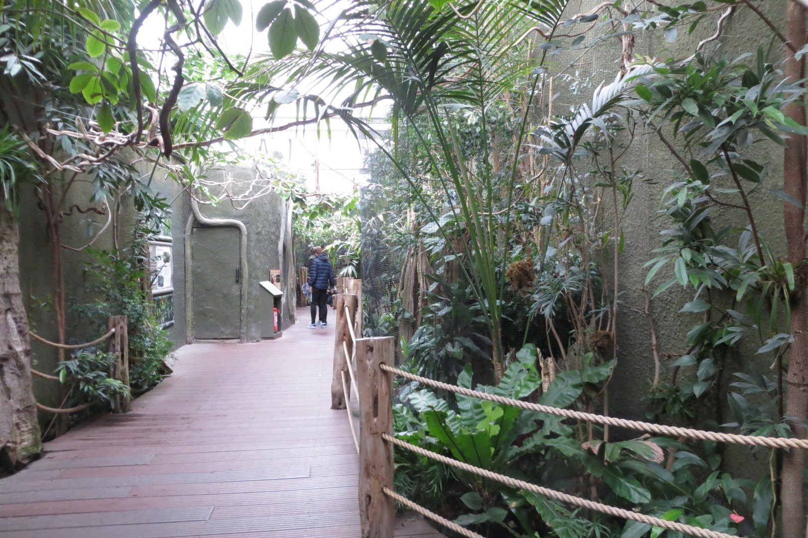 Realm of the Red Ape 261019