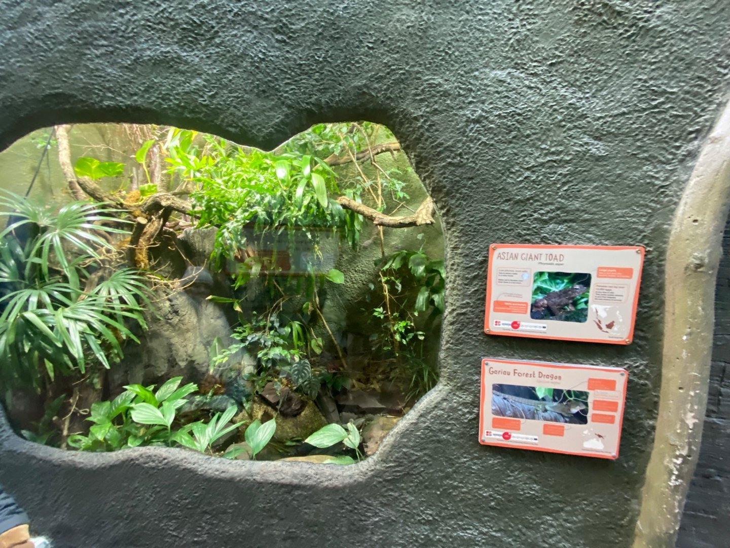 Realm of the Red Ape - Asian giant toad/Gariau forest dragon exhibit 241123