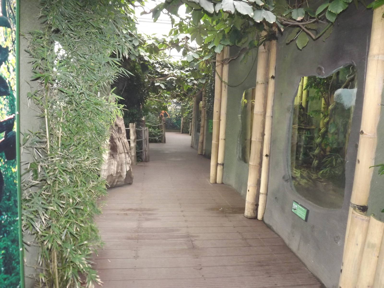 Realm of the red Ape at Chester Zoo 31/03/12