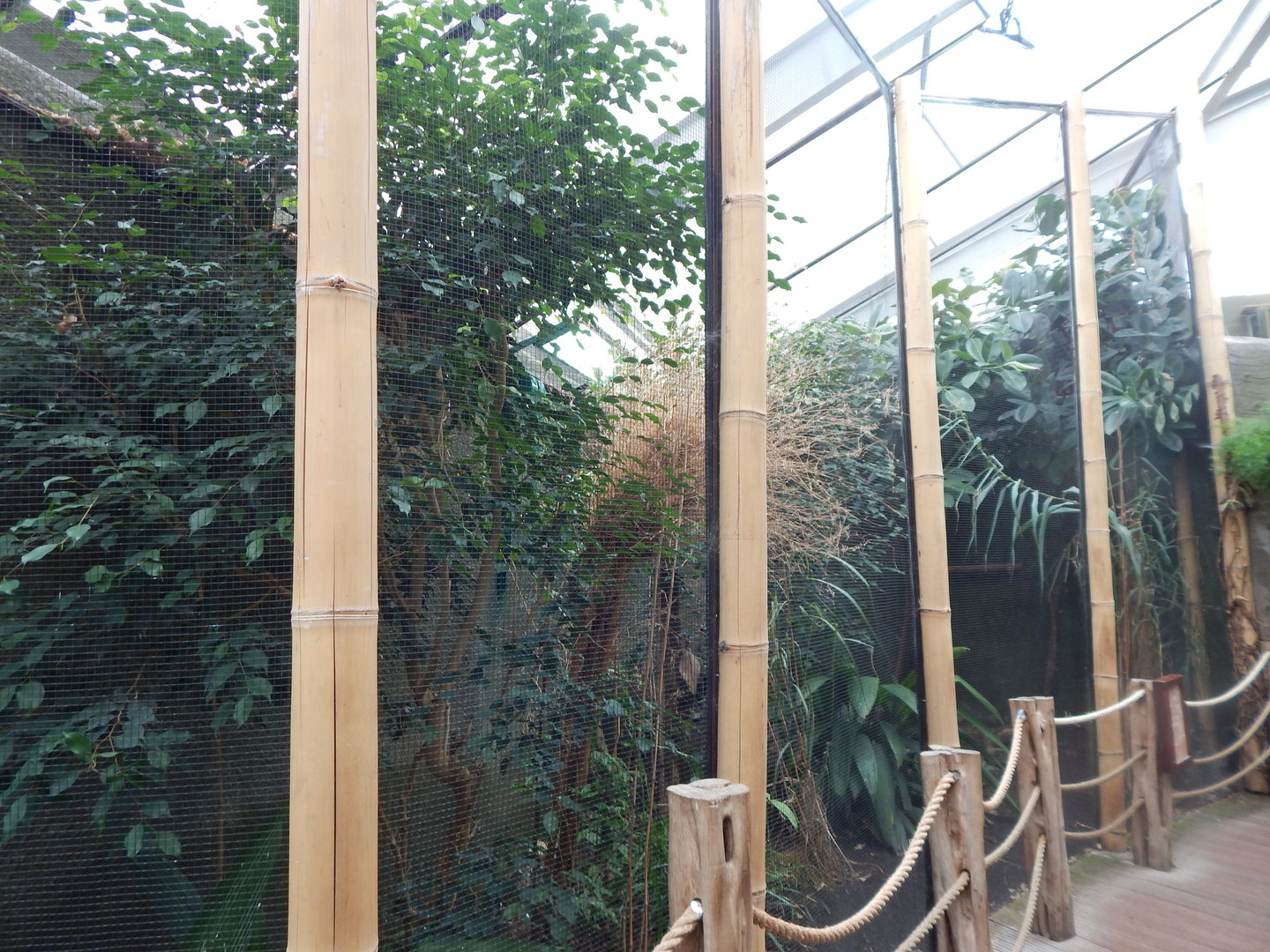 Realm of the Red Ape aviary 221022