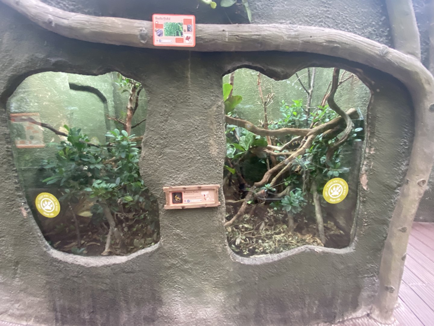 Realm of the Red Ape - Banded mangrove snake exhibit 191021