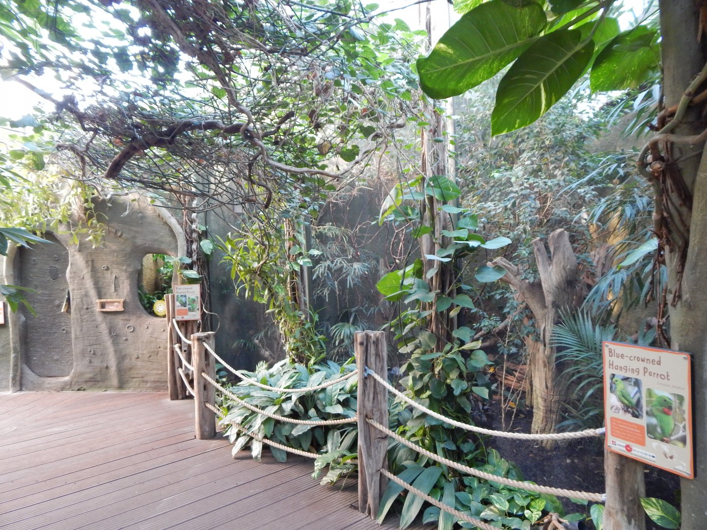 Realm of the Red Ape - Blue-crowned hanging parrot aviary 081020