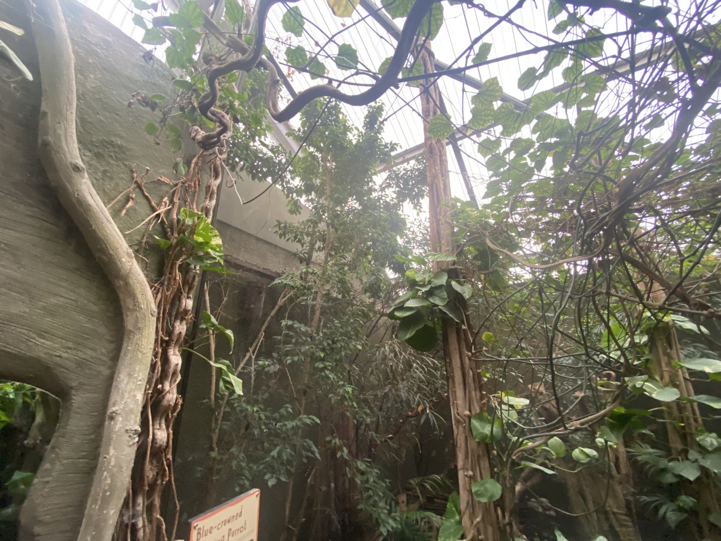 Realm of the Red Ape - Blue-crowned hanging-parrot aviary 191021