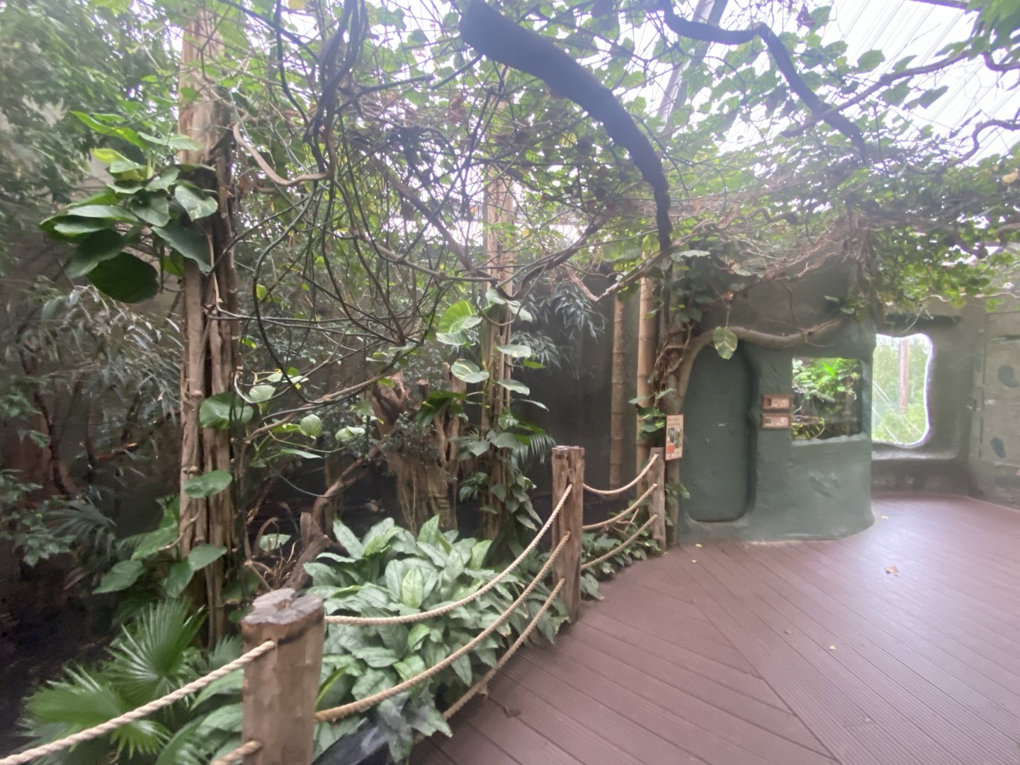 Realm of the Red Ape - Blue-crowned hanging-parrot aviary 191021