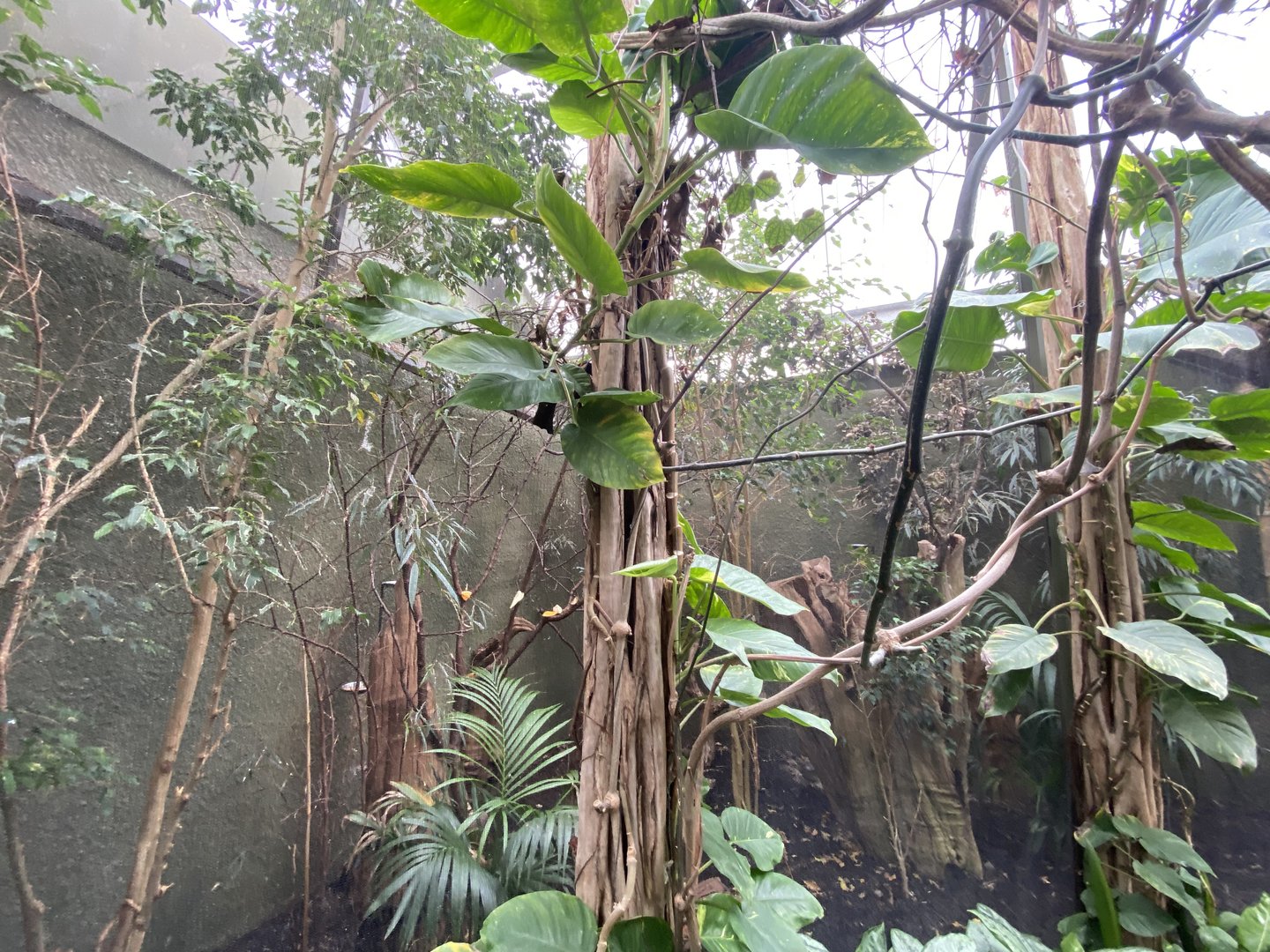 Realm of the Red Ape - Blue-crowned hanging parrot aviary 221022
