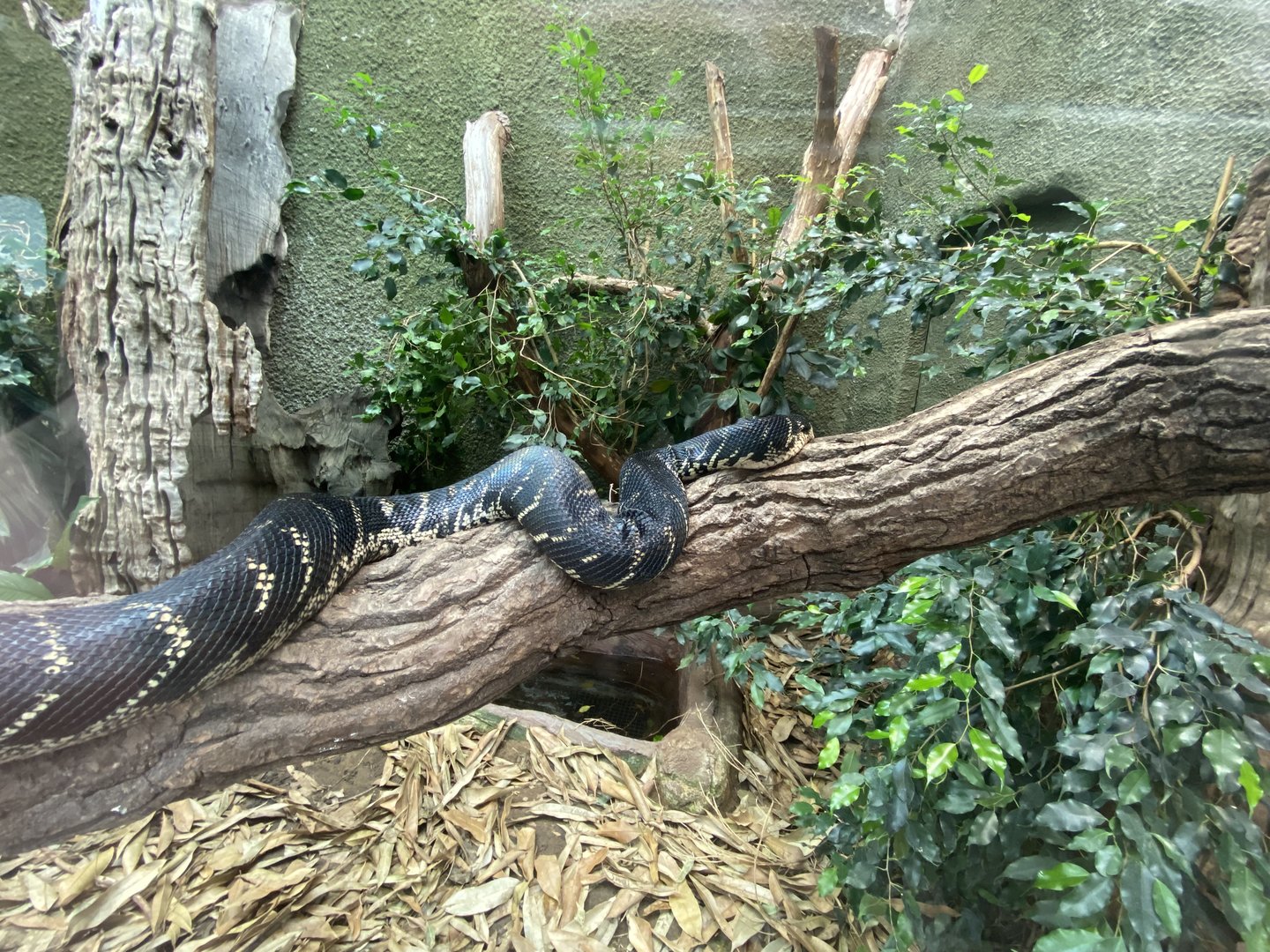 Realm of the Red Ape - Boelen's python 221022