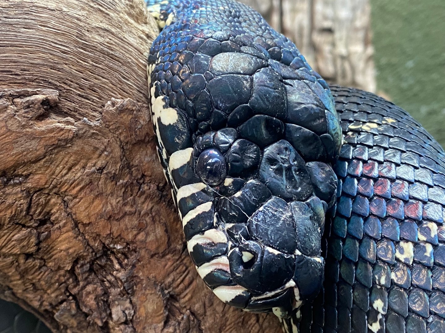 Realm of the Red Ape - Boelen’s python 241123