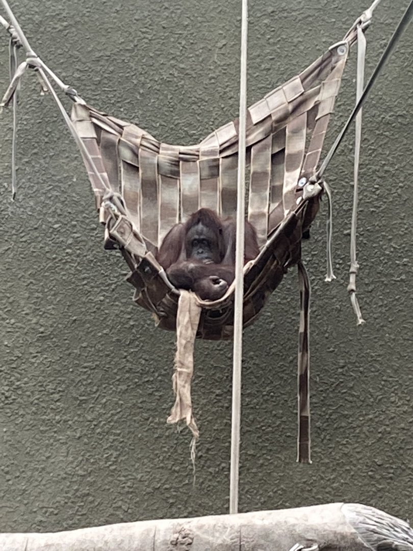 Realm of the Red Ape - Bornean orangutan 221022