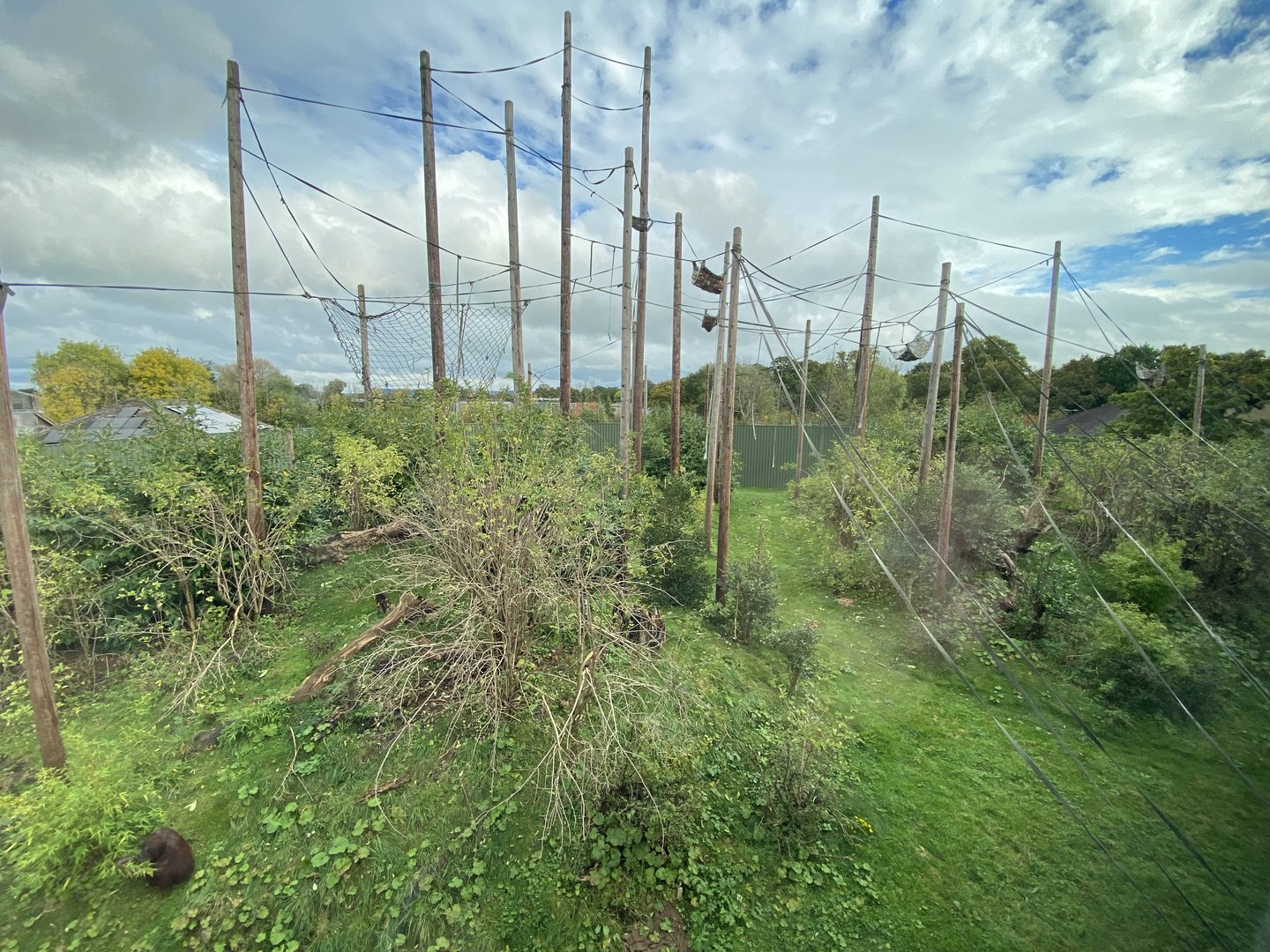 Realm of the Red Ape - Bornean orangutan enclosure 221022