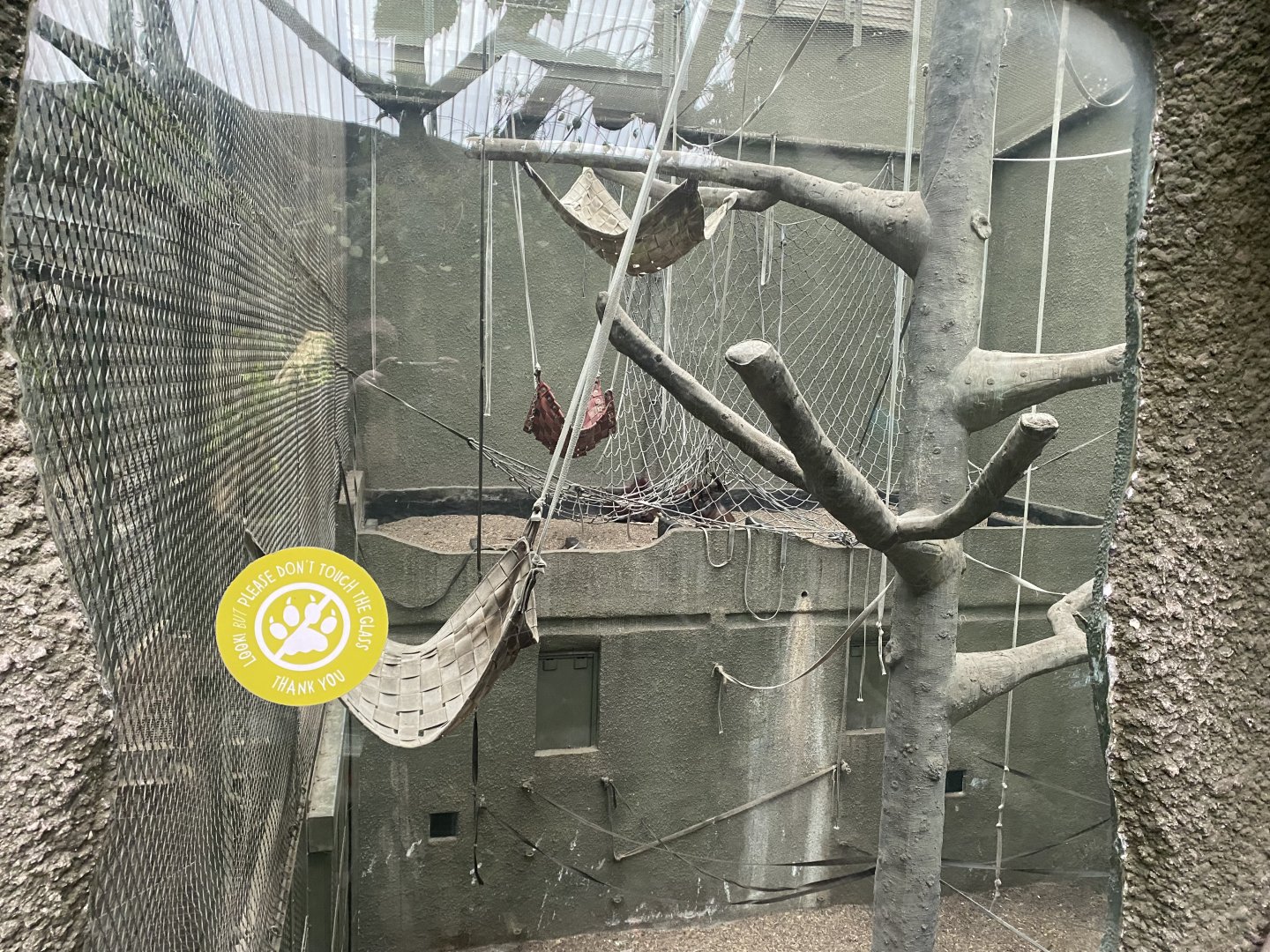 Realm of the Red Ape - Bornean orangutan exhibit 191021