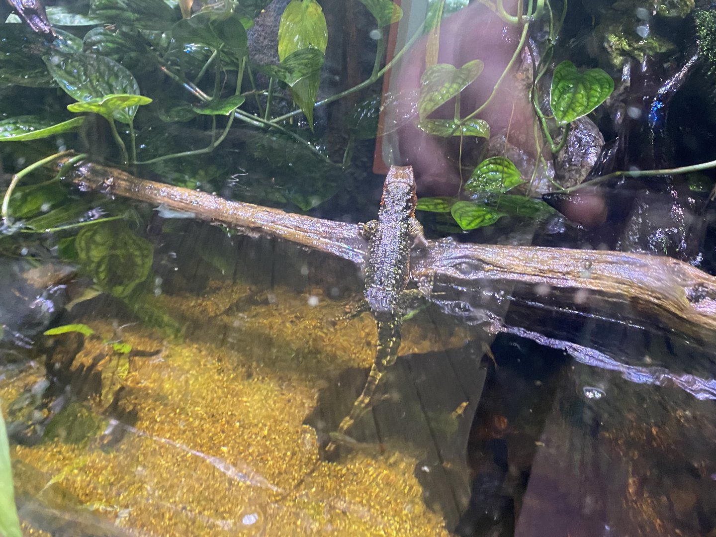 Realm of the Red Ape - Chinese crocodile lizard 191021