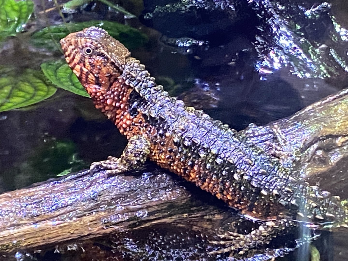 Realm of the Red Ape - Chinese crocodile lizard 191021