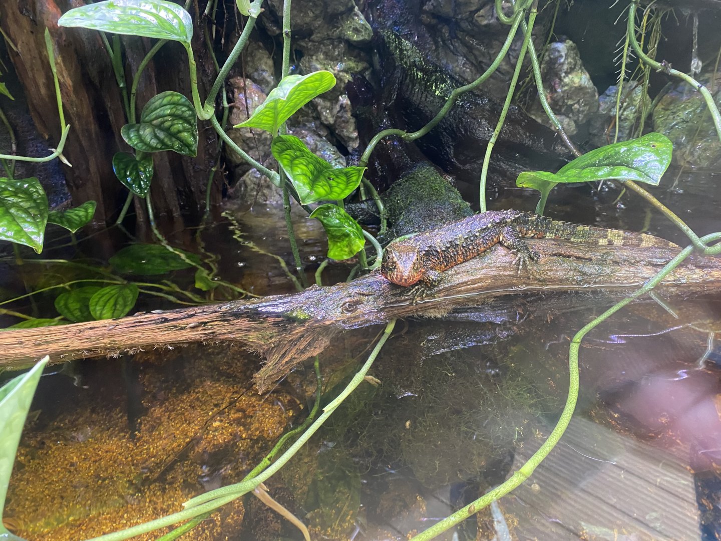 Realm of the Red Ape - Chinese crocodile lizard 221022