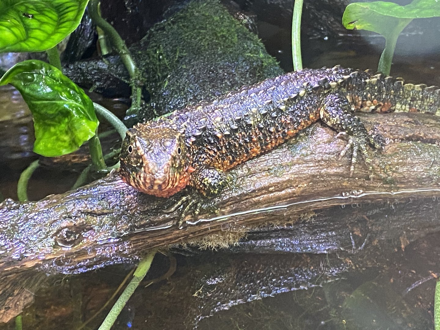 Realm of the Red Ape - Chinese crocodile lizard 221022