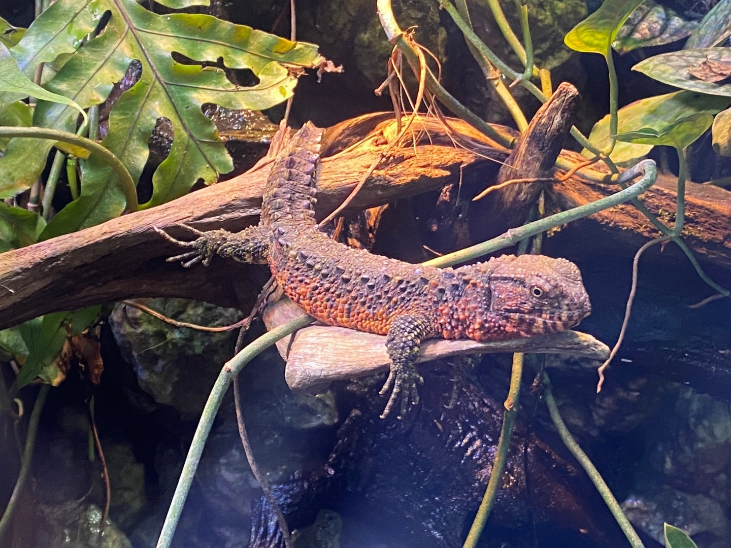 Realm of the Red Ape - Chinese crocodile lizard 241123