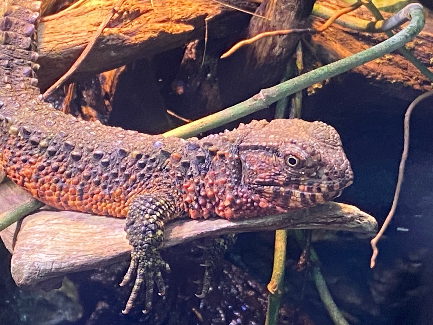 Realm of the Red Ape - Chinese crocodile lizard 241123