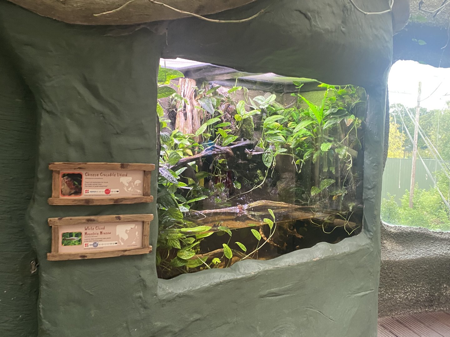 Realm of the Red Ape - Chinese crocodile lizard and White cloud mountain minnow exhibit 191021