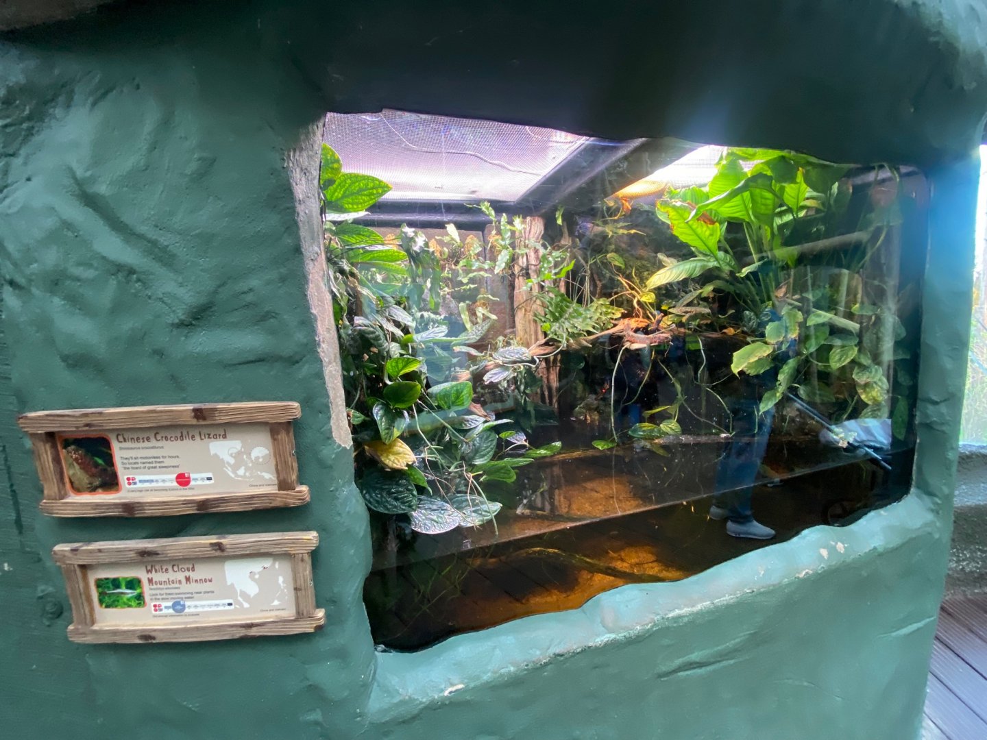 Realm of the Red Ape - Chinese crocodile lizard exhibit 241123