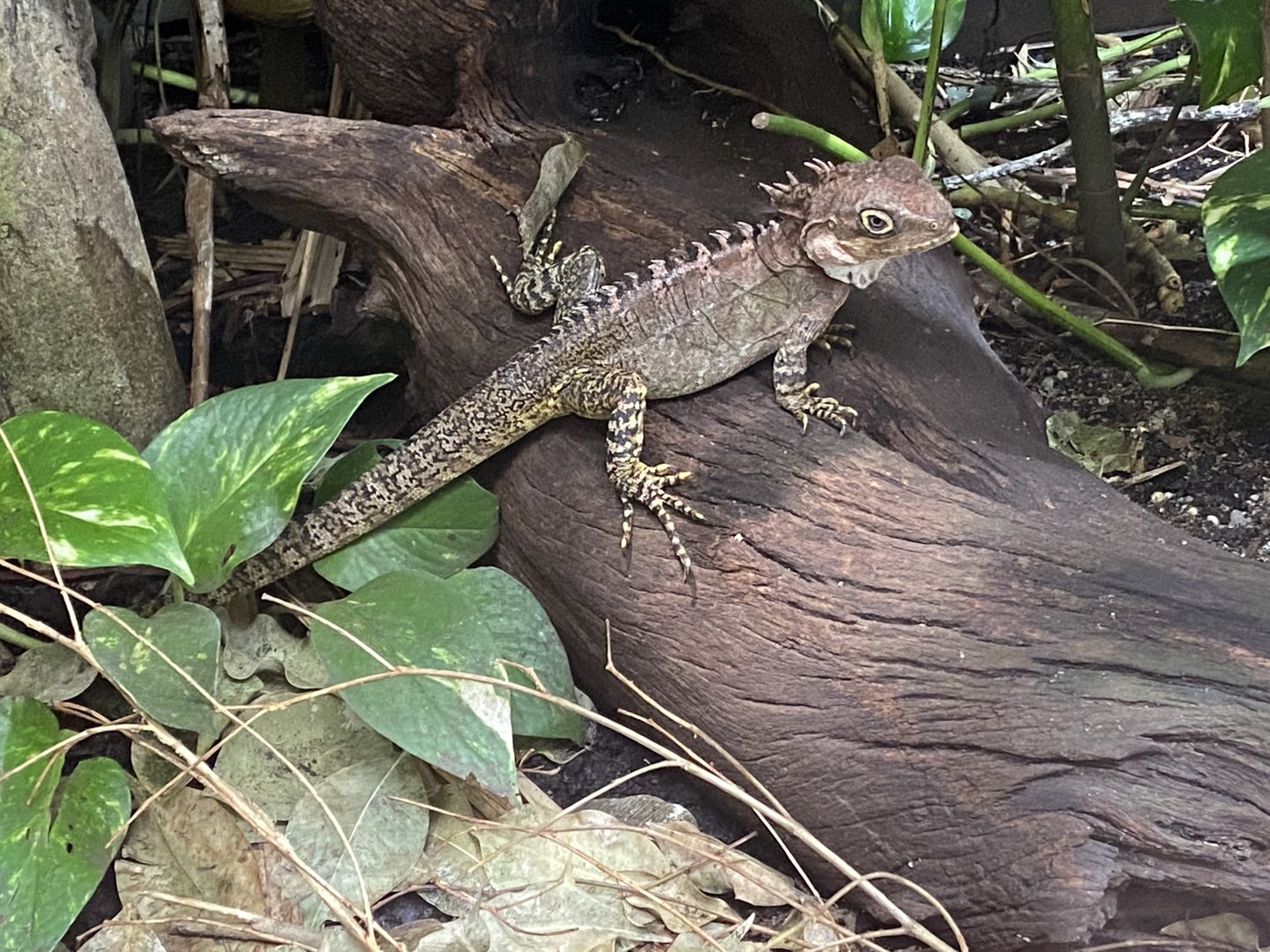 Realm of the Red Ape - Gariau forest dragon 221022