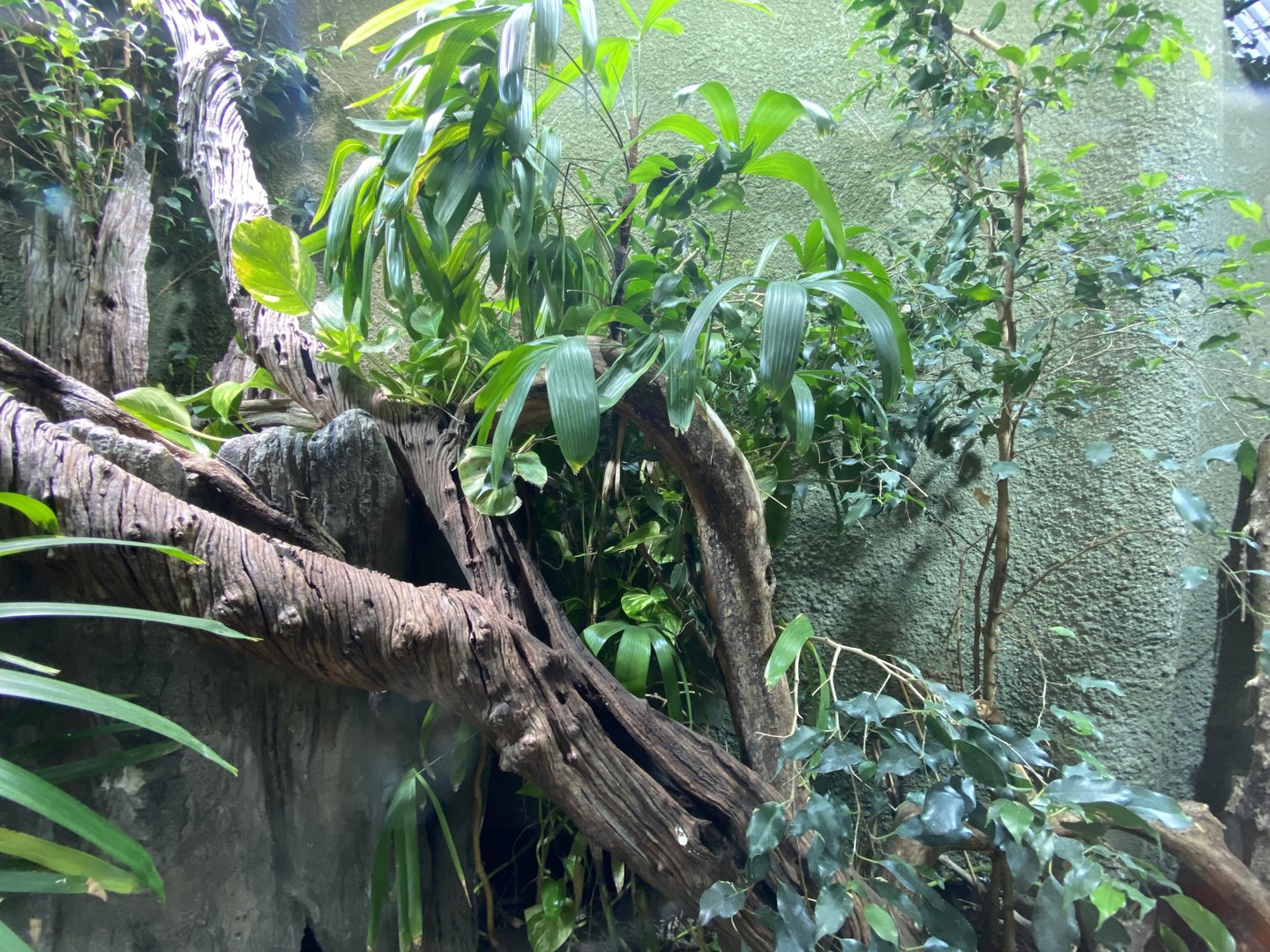 Realm of the Red Ape - Gariau forest dragon exhibit 221022