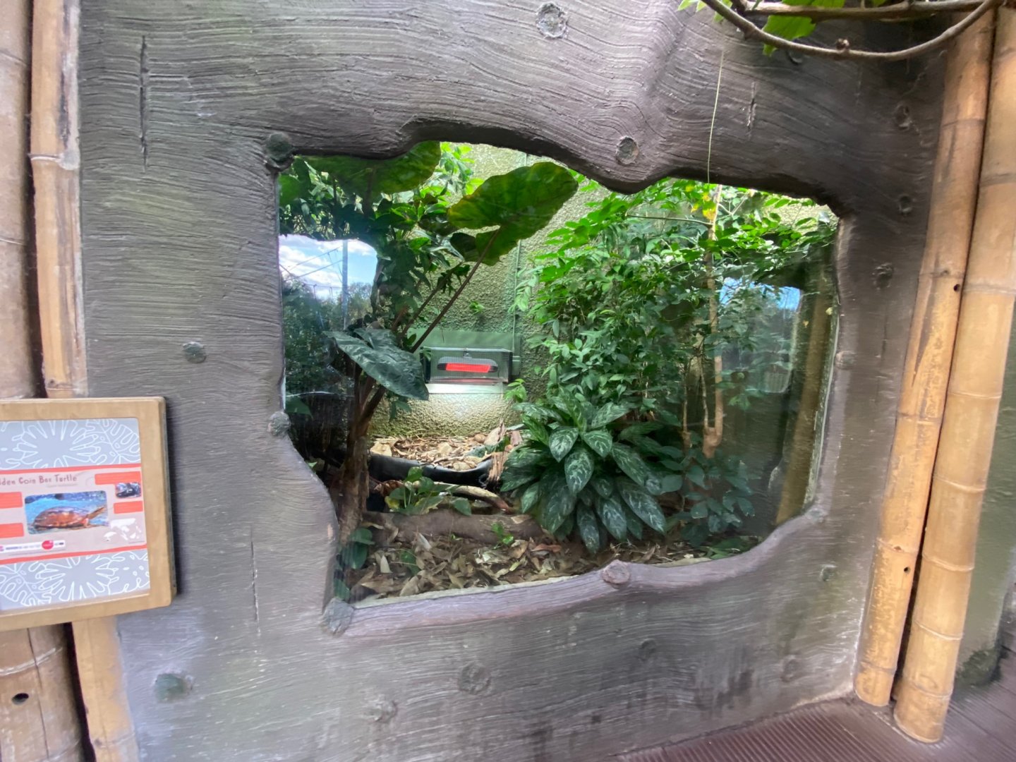 Realm of the Red Ape - Golden coin box turtle exhibit 241123