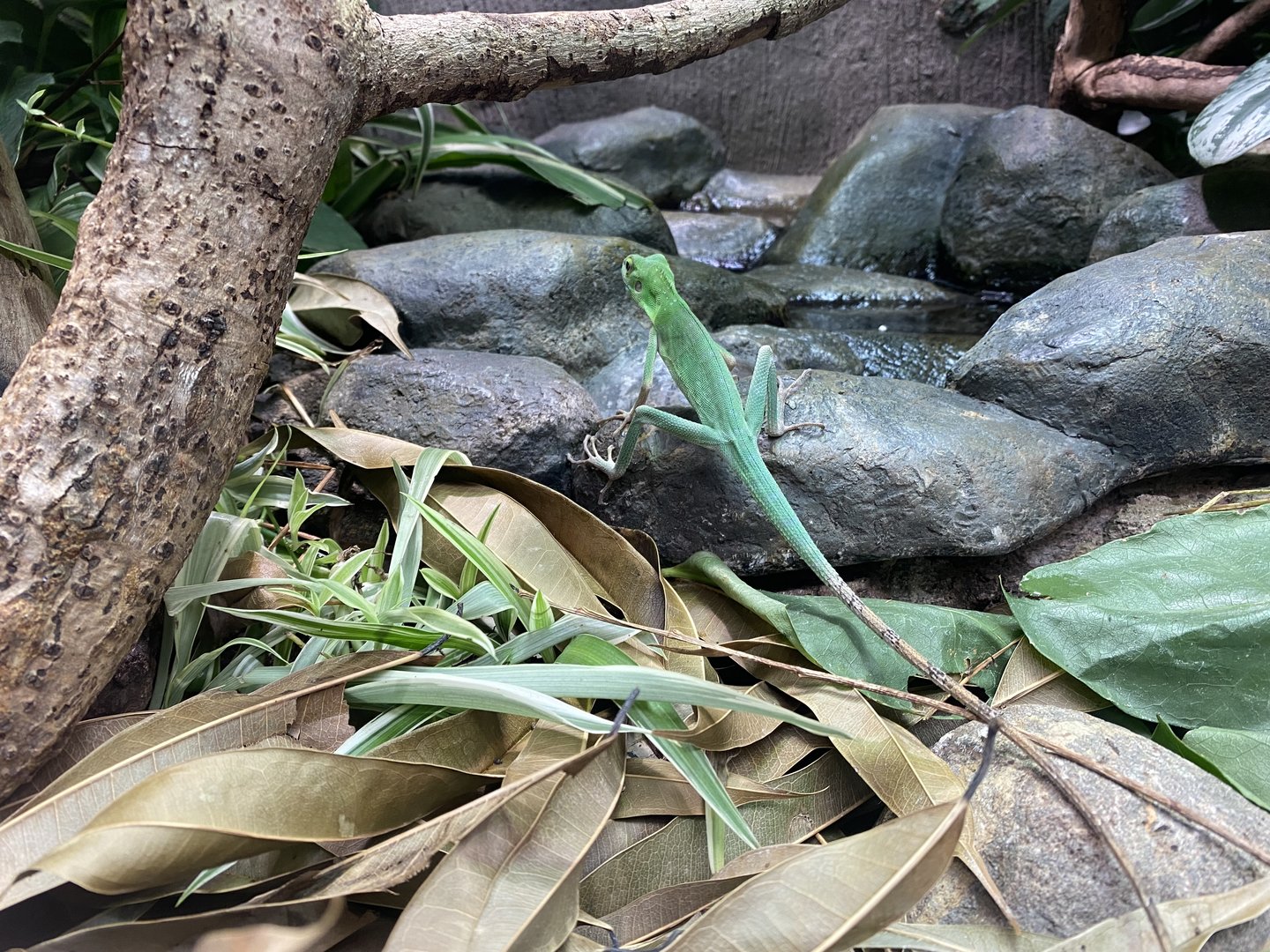 Realm of the Red Ape - Green crested lizard 221022