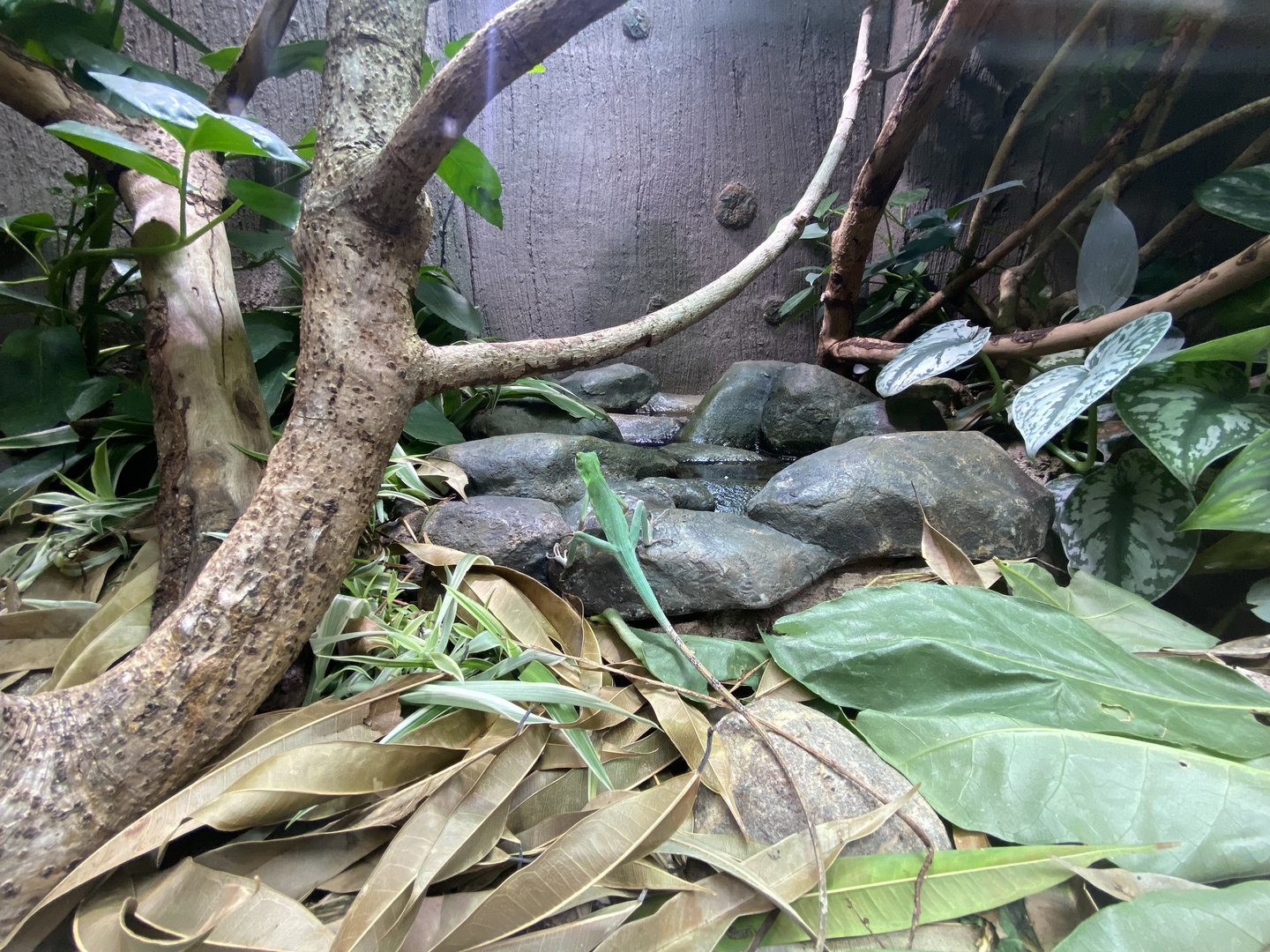 Realm of the Red Ape - Green crested lizard exhibit 221022