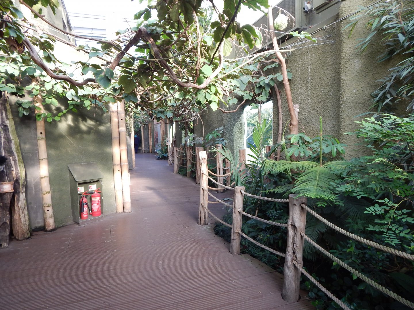 Realm of the Red Ape - indoors 081020