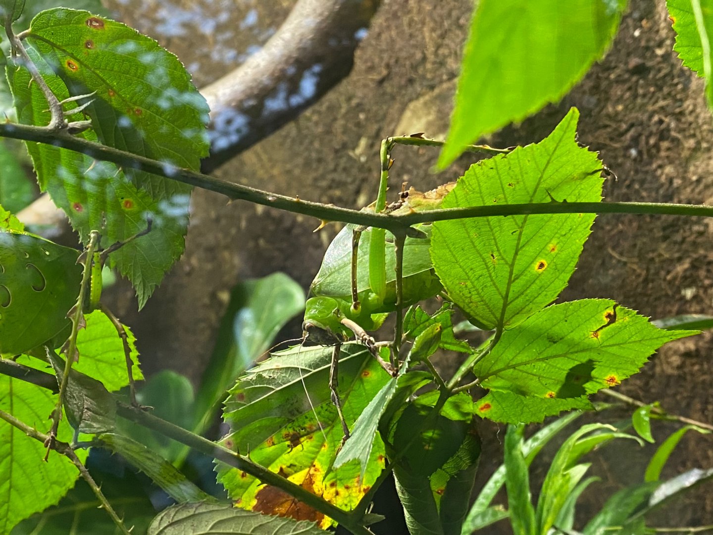 Realm of the Red Ape - Malaysian giant leaf katydid 241123