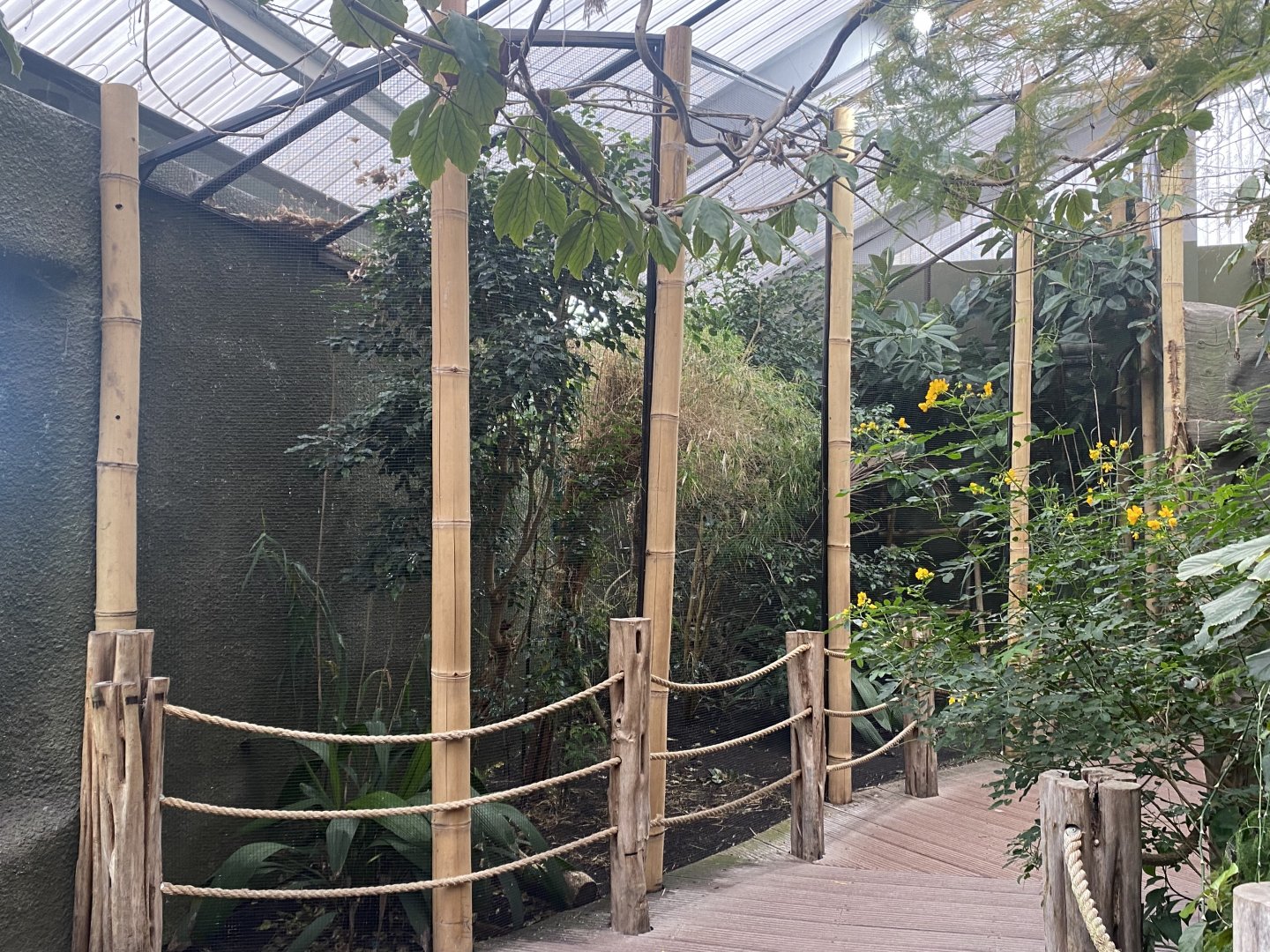 Realm of the Red Ape - Mixed aviary 191021