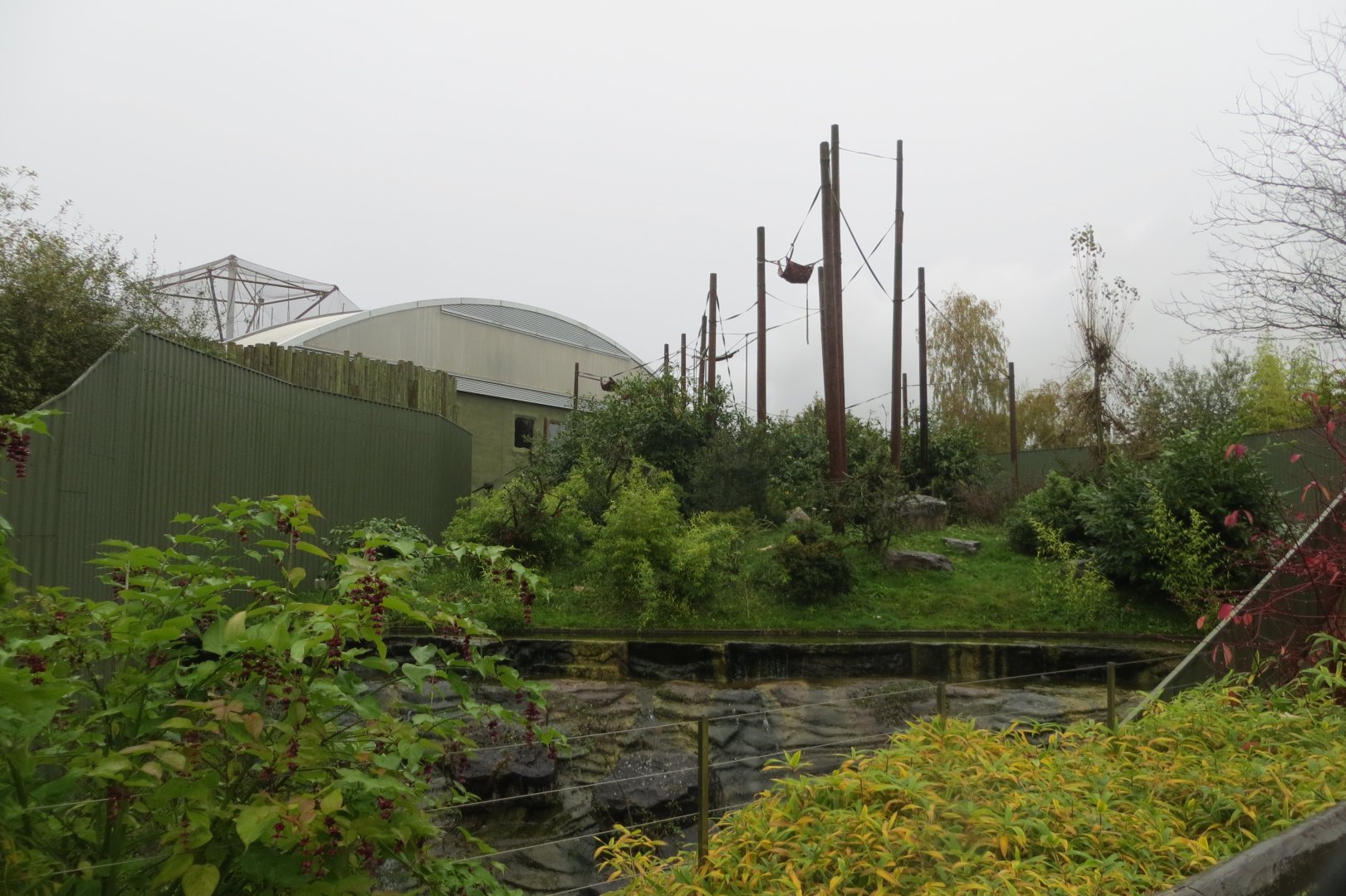 Realm of the Red Ape - Orangutan and Asian small-clawed otters outdoors 261019