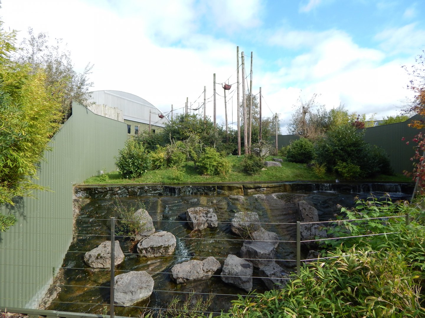 Realm of the Red Ape - Orangutan outdoors 081020