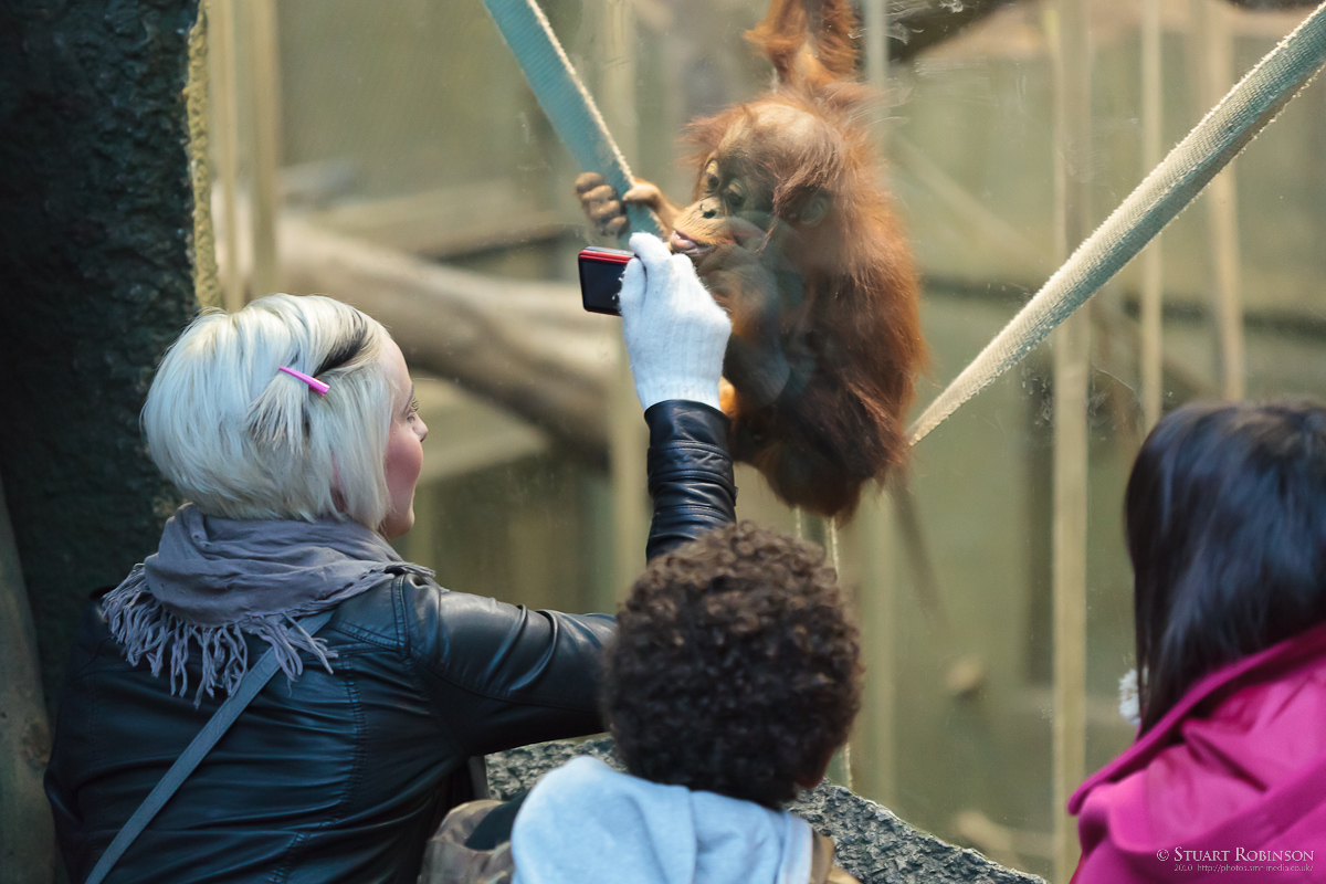 Realm of the Red Ape Raspberry