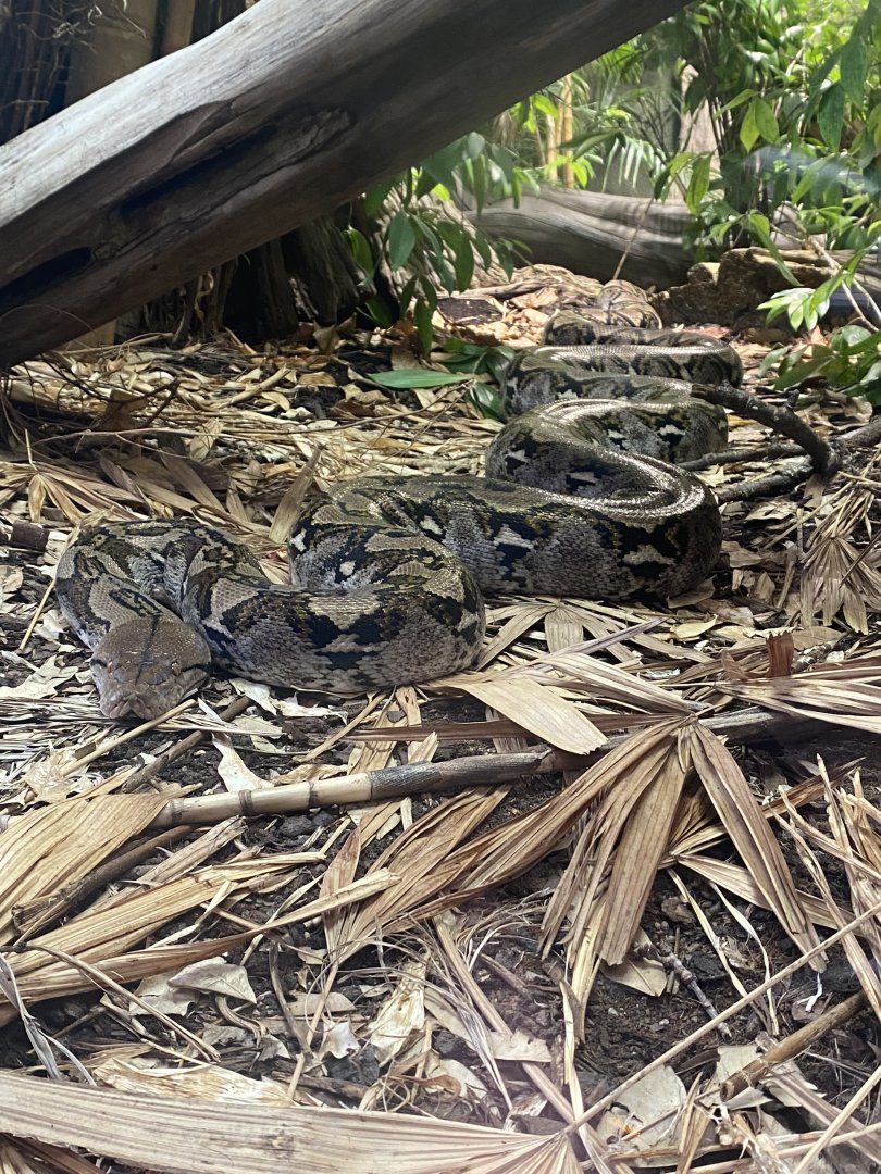 Realm of the Red Ape - Reticulated python 191021