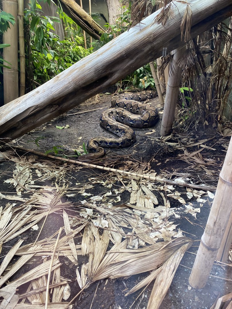 Realm of the Red Ape - Reticulated python 221022