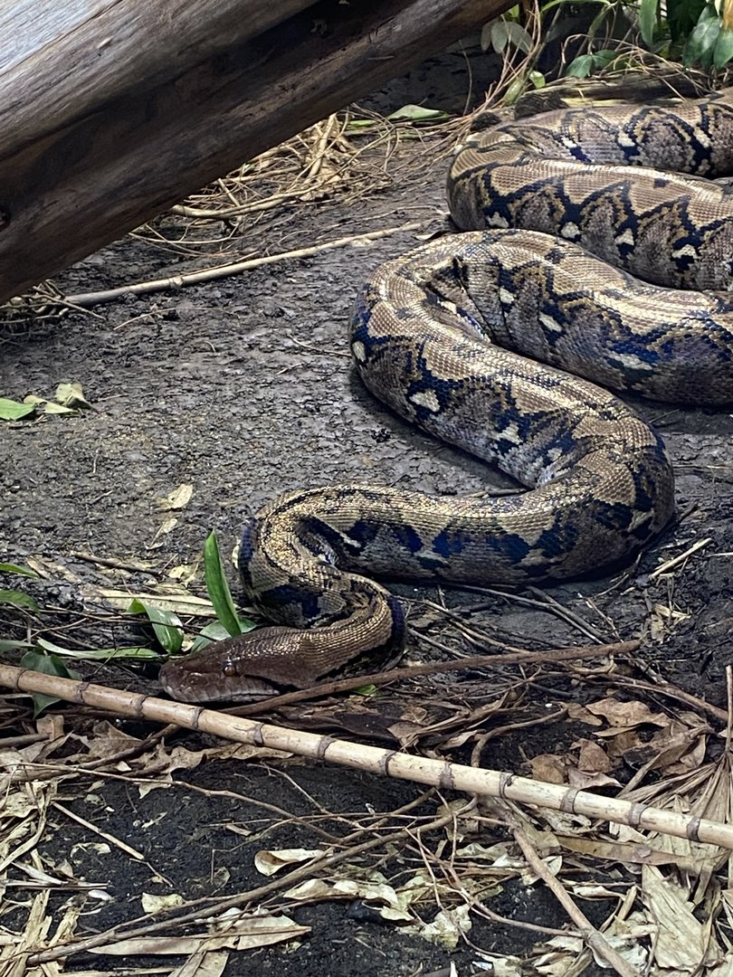 Realm of the Red Ape - Reticulated python 221022