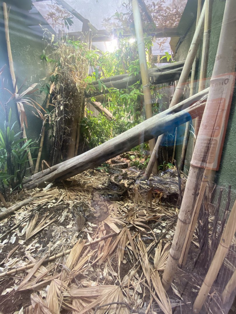 Realm of the Red Ape - Reticulated python exhibit 191021