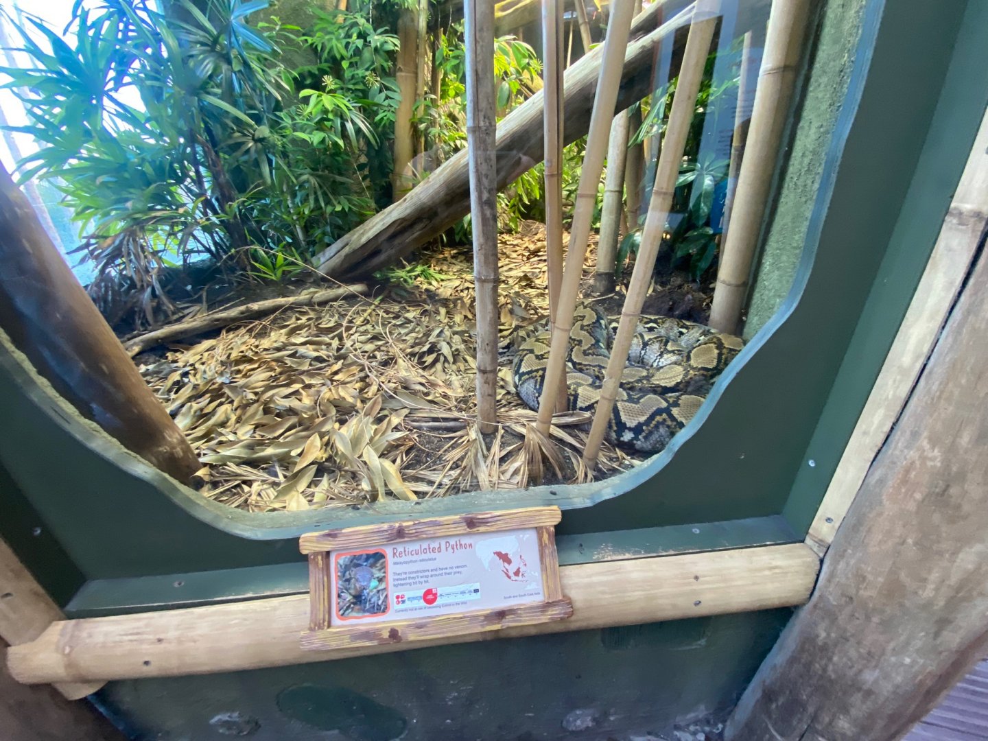 Realm of the Red Ape - Reticulated python exhibit 241123