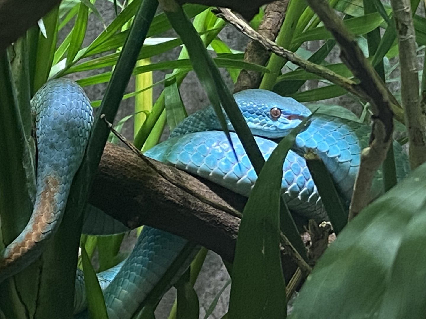 Realm of the Red Ape - Wetar Island tree viper 191021