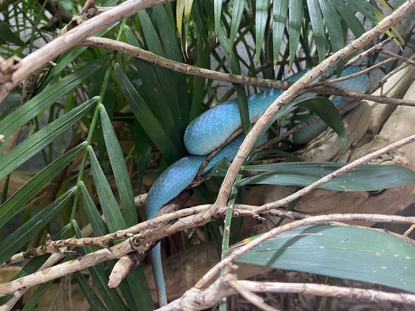 Realm of the Red Ape - Wetar Island tree viper 221022