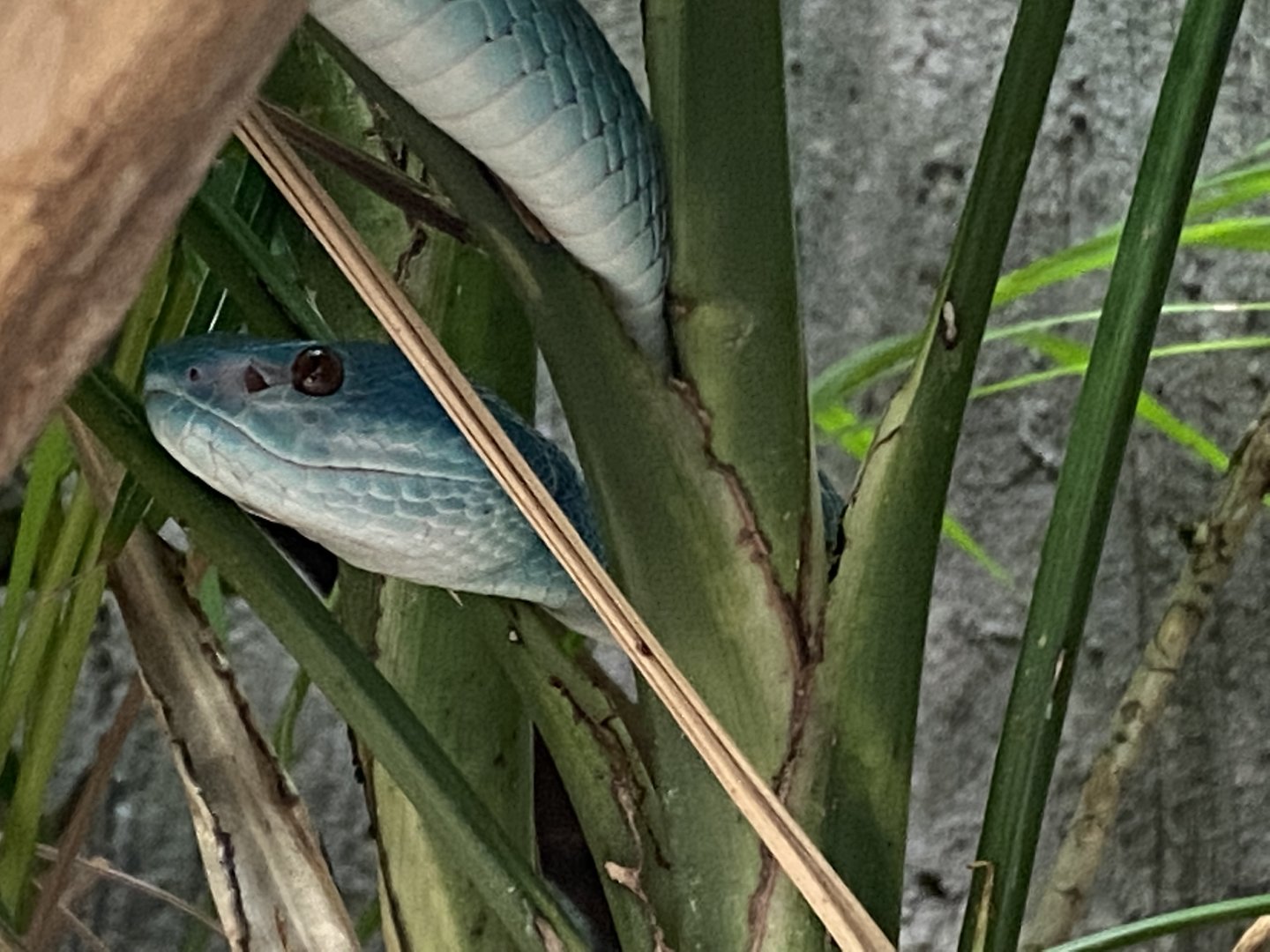 Realm of the Red Ape - Wetar Island tree viper 221022