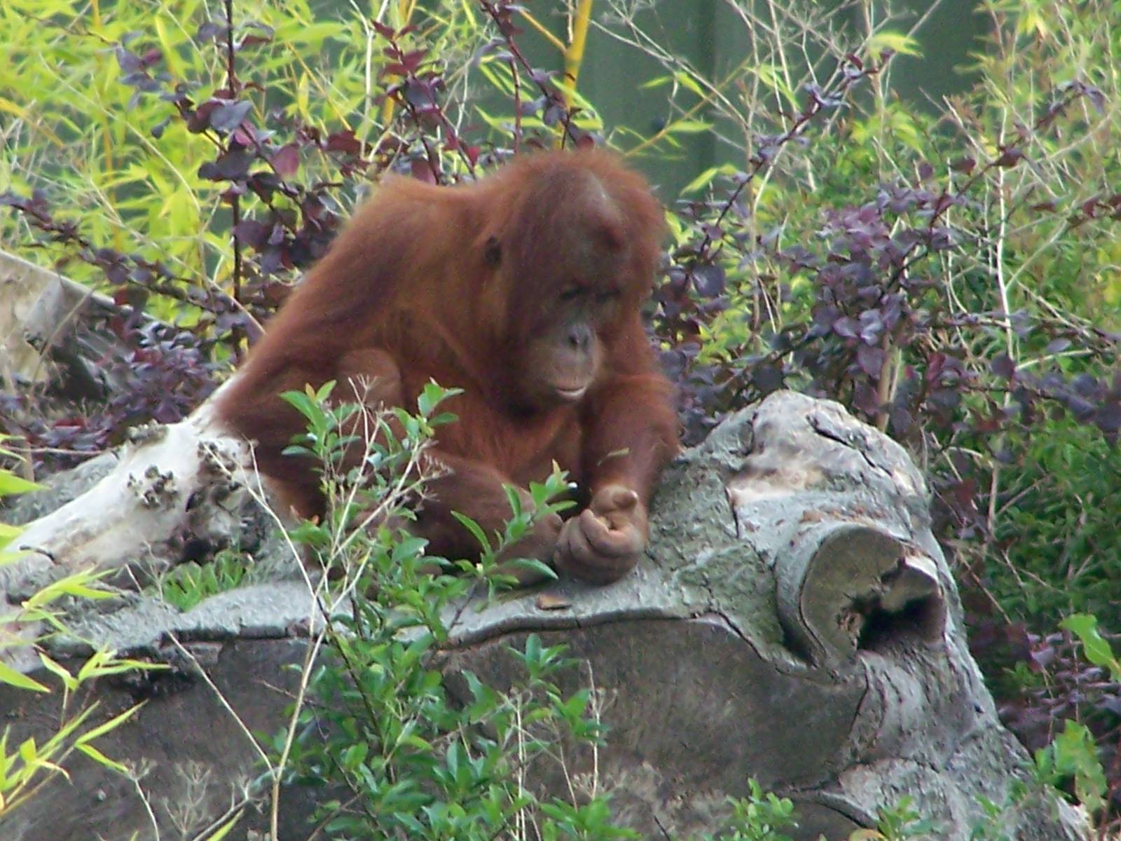 Realm of the Red Ape