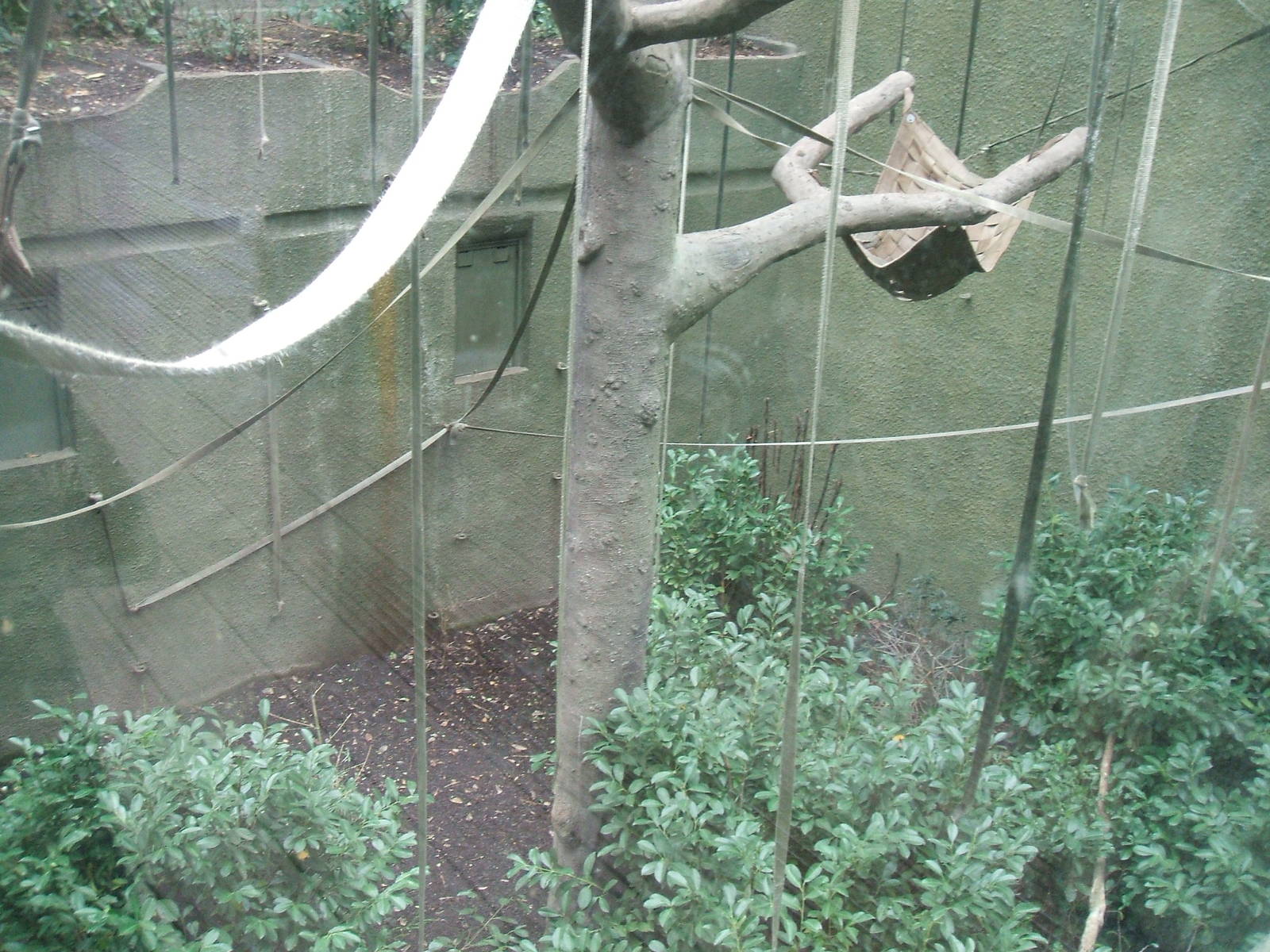 Realm of the Red Ape