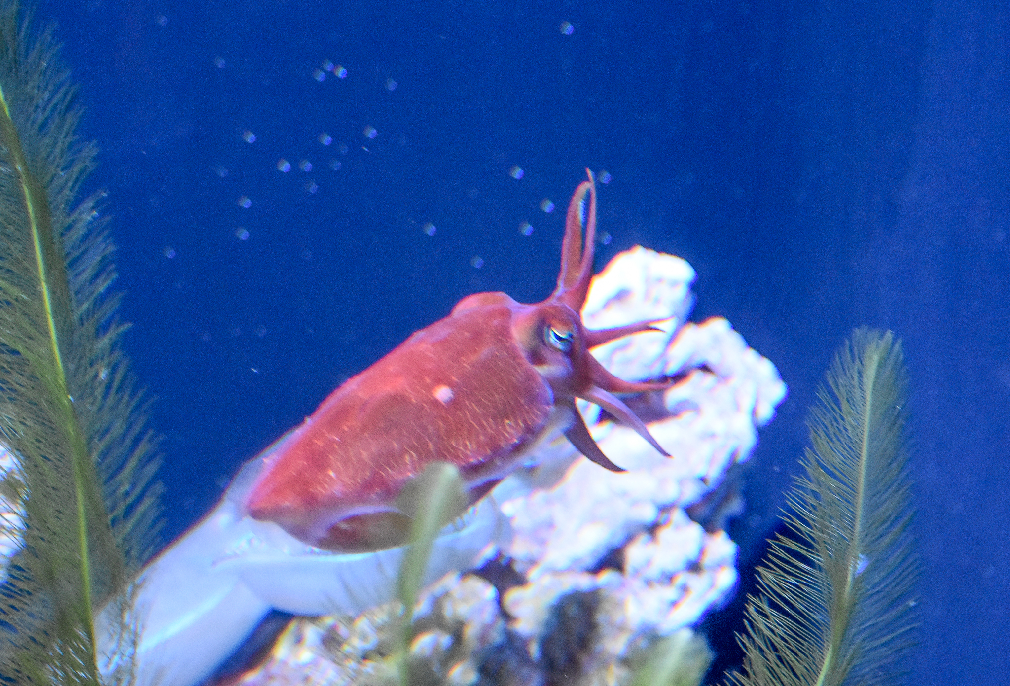 Reaper Cuttlefish,  Sepia mestus