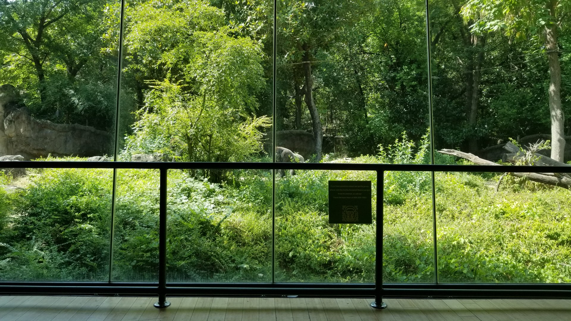 Rear gorilla enclosure