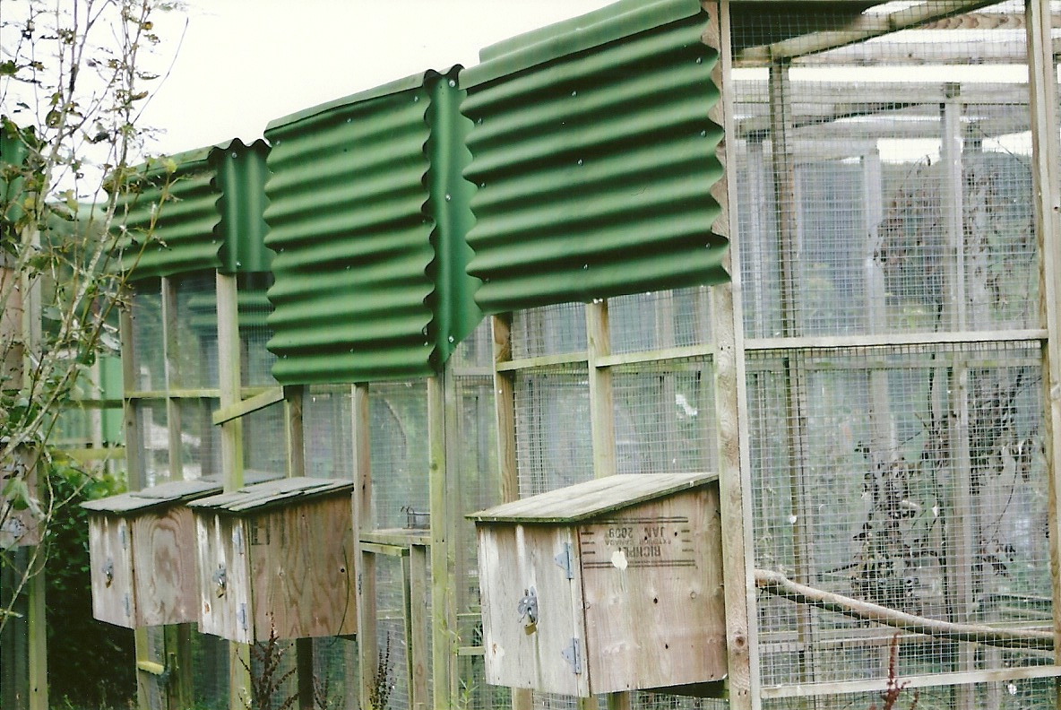 Rear of aviaries, showing covered feeding stations 10th September 2012